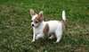 a donner Chiot type chihuahua femelle non lof