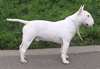 Chiots types bull terrier a donner urgent - photo 1