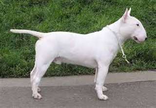 Chiots types bull terrier a donner urgent