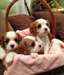 Cavalier King Charles