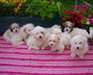 Chiots Cotons de Tuléar