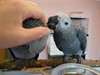 Une paire de perroquets gris africains Parler - photo 2