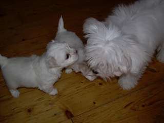Adorable, friendly, and fun-loving maltese puppies