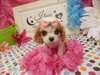 Adorable Cavalier King Charles Spaniel chiots