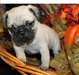 Beaux chiots Pug carlin