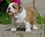 Chiots bouledogue anglais