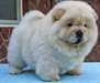 Adorable chiot chow chow
