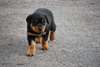 Chiots rottweiler
