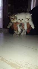chatons pure race persan
