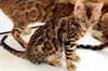 Chatons bengal male et femelle - photo 1