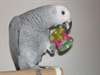 Female gray parrot Gabon