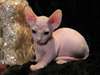 Une beaux chatons sphynx
