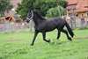 Belle, cheval hongre frison