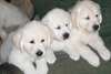 Magnifiques chiots Golden Retriever K.c Cour