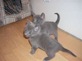 Deux chatons bleus russes
