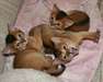 Chatons abyssins 3 Gauche. - photo 1
