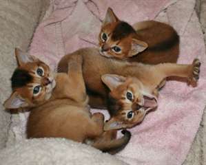 Chatons abyssins 3 Gauche.