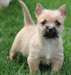 Bien formés Cairn Terrier