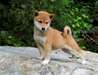 chiots de type shiba inu