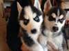 Deux belles husky à la recherche d'une belle maiso