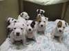 chiots jack russel