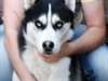 chiot husky siberien