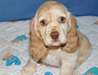 Chiots cocker anglais