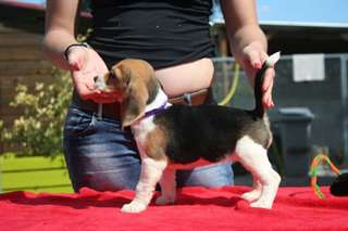 chiots beagle
