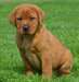 Super adorable Labrador Retriever chiots pour vous
