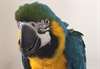 Ara Parrots - photo 1