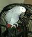 Perroquet gris d'Afrique adultes