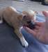 Chiots chihuahua reste une petite femelle disponib