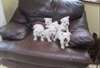 Belles West Highland Terrier chiots