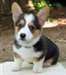 Chiots Welsh Corgi Pembroke