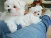 Magnifiques chiots MALTESE  pour adoption