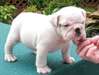 Mâle et femelle English bulldog puppies Available