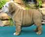 Bulldog anglais chiots disponibles