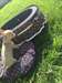 Donne chiot chihuahua courts poils courts