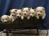 Belles chiots eskimau americain