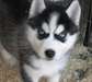 Magnifique husky sibérien chiots disponibles
