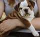 mâles et femelles Eglish bulldog chiots disponible