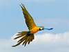 Adorable perroquet ara bleu et jaune