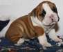 2 chiots bulldog anglais pour adoption libre