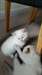 magnifiques chatons ragdoll blanc pour la vente.