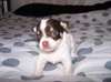 Adorable chiot chihuahua pour adoptions