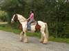 Magnifiques jument irish cob