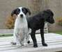 Chiots Mix Labrador disponible