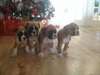 Chiots Boxer Ready Now