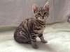 Chatons Bengal affectueux à donner