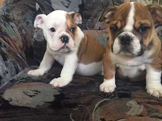 Levier 2 Tr&#232;s belle fran&#231;aise chiot chasse Bulldog